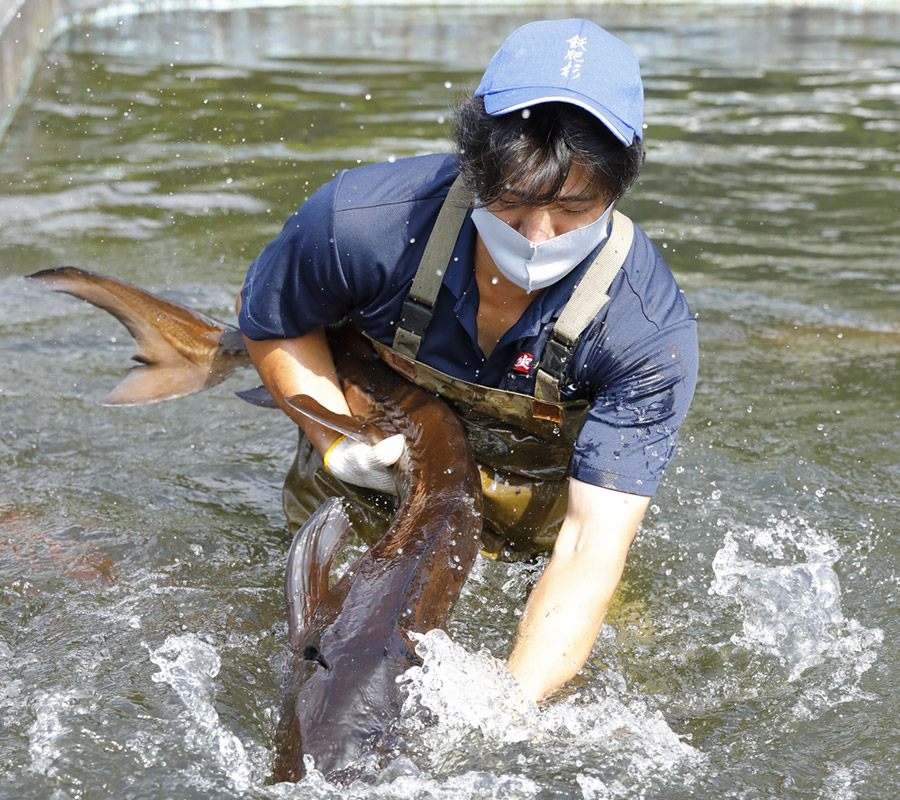 榎原湧水で育った稀有なチョウザメ